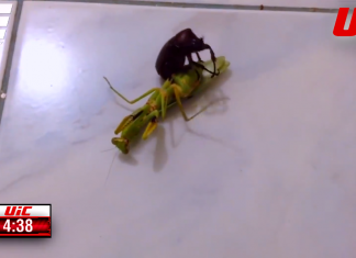 UIC bate UFC? Intră să vezi luptele din Ultimate Insect Championships, locul unde diferite insecte se bat în octogon! (VIDEO) UIC bate UFC? Intră să vezi luptele din Ultimate Insect Championships, locul unde diferite insecte se bat în octogon! (VIDEO)