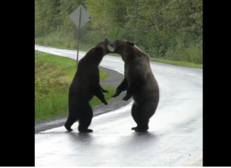 VIDEO. Credeai că numai oamenii se comportă ca animalele? Intră să vezi cum se bat 2 urși pe șosea! VIDEO. Credeai că numai oamenii se comportă ca animalele? Intră să vezi cum se bat 2 urși pe șosea!